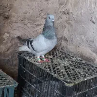 کبوتر رنگه آس|پرنده|شیروان (خراسان), |دیوار