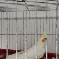 عروس هلندی ماده لوتینو