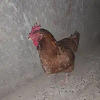 حیوانات|حیوانات مزرعه|نیشابور, مازول|دیوار