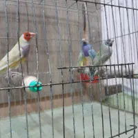 فنچ زیبا