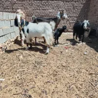 ۴ بز دو رگ پاکستانی