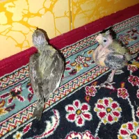 جوجه سرلاکی