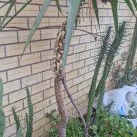 انواع گل فروشی یا معاوضه