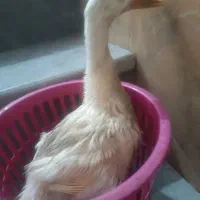 مرغابی اردک|حیوانات مزرعه|شیراز, پانصد دستگاه ارتش|دیوار