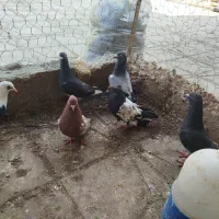 فروش تعدادی کبوتر پلاکی