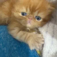 بچه گربه پرشین گارفیلدی