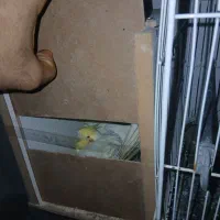 پرنده عروس هلندی با جوجه و تخم