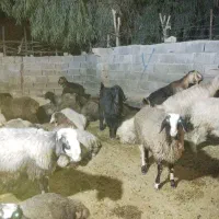 چپش