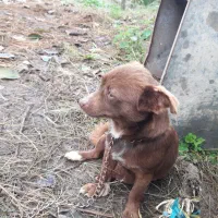 سگ پاکوتاه و گیرنده|سگ|تنکابن, |دیوار