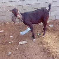 شادگان|حیوانات مزرعه|شادگان, |دیوار