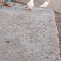 نیاز به پول|پرنده|مزرعه کتول, |دیوار