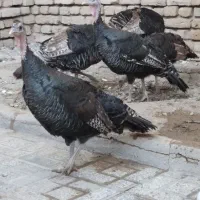 بوقلمون برنز