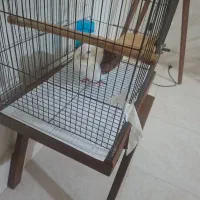 کبوتر پیدا شده