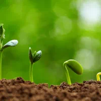 کود ارگانیک و تقویت کننده گیاه/مناسب انواع کشت