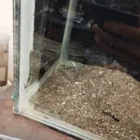 اکواریوم با لوازم|ماهی|تهران, افسریه شمالی|دیوار