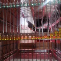 سهره بلند زیبا دم چتری نشون دار|پرنده|کرمان, |دیوار