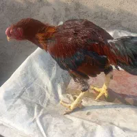 به پولش احتیاج دارم