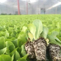 نشا کاهو سالادی اورست و مهرگان۴۸