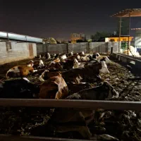 کارگر دامداری