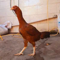 مرغ لاری|حیوانات مزرعه|مزرعه کتول, |دیوار