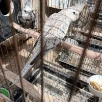 فروش عروس هلندی