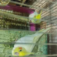 عروس