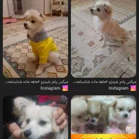 واگذاری شیتزو پامر