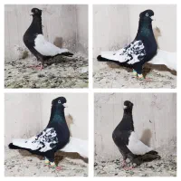 رتگه ی شهرستان