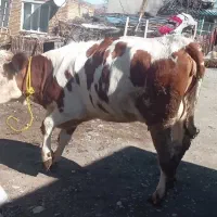 گاو گوشتی|حیوانات مزرعه|سیلوانه, |دیوار