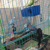 همشون فروخته میشود با شاتو ها|پرنده|سراوان, |دیوار