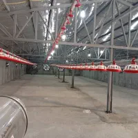 مرغداری تازه تاسیس اتومات ۲۰هزار قطعه ای