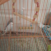 ۵ عدد مرغ عشق  سرحال زرنگ یه جفت میفروشم