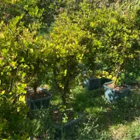 یاس هلندی|گل و گیاه طبیعی|محمدشهر, کوی بهار|دیوار