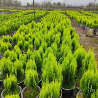 کاج کامیس نوکدار زعفرانی سبز سرطلا سایز۴|گل و گیاه طبیعی|آستانه اشرفیه, |دیوار