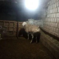 قوچ|حیوانات مزرعه|مشگین شهر, |دیوار