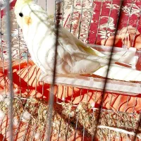 عروس هلندی|پرنده|مهدی شهر, |دیوار