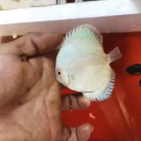 فروش ویژه ماهی دیسکس|ماهی|رشت, پورسینا|دیوار