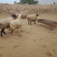 میش چاق داشتی لری|حیوانات مزرعه|پلدختر, |دیوار