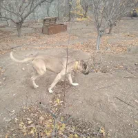 سگ سرابی|سگ|اندیشه, اندیشه فاز ۴|دیوار