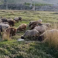 گوسفند