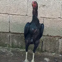 مرغ لاری ۲ عدد خروس مشکی