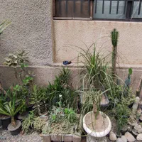 گل و کاکتوس|گل و گیاه طبیعی|گرگان, |دیوار