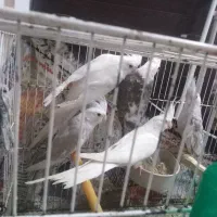 عروس هلندی آلبینو و وایت فیس|پرنده|گرگان, |دیوار