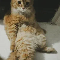 گربه خانگی قیمت 8 میلیون تومان