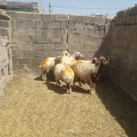 ۶راس میش درجه یک داشتی ابستن جفتی۵۸