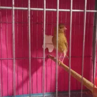 قناری|پرنده|رزن, |دیوار