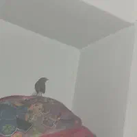 قناری بلدرچین|پرنده|گرگان, |دیوار