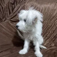 سگ ماده