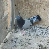 کبوتر غریبگیری|پرنده|تهران, شادآباد|دیوار