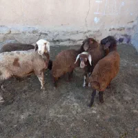 ۵عددبره ۳تاماده۲تانر|حیوانات مزرعه|بسطام, |دیوار